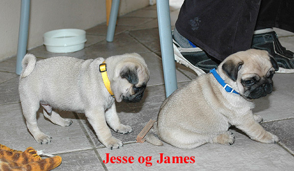 Jesse Mops hvalp hundehvalp Mopser hvalpe hundehvalpe