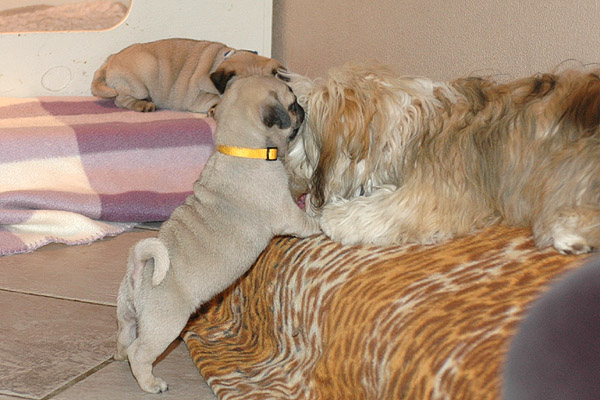 Jesse Mops hvalp hundehvalp Mopser hvalpe hundehvalpe