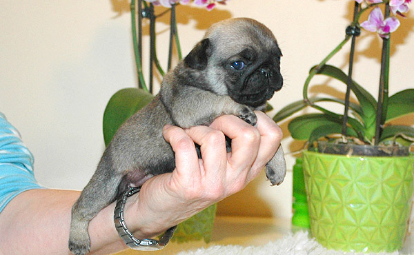 Joeline Mops hvalp hundehvalp Mopser hvalpe hundehvalpe