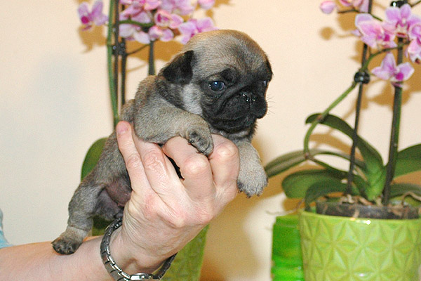 Joeline Mops hvalp hundehvalp Mopser hvalpe hundehvalpe