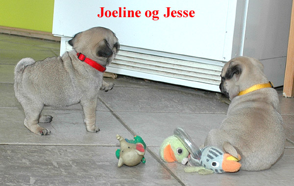 Joeline Mops hvalp hundehvalp Mopser hvalpe hundehvalpe