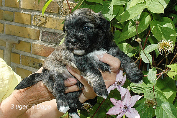 Joey bichon havanese hvalp hundehvalp bichon havanais hvalpe hundehvalpe