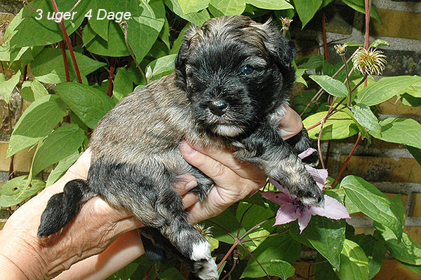 Joey bichon havanese hvalp hundehvalp bichon havanais hvalpe hundehvalpe