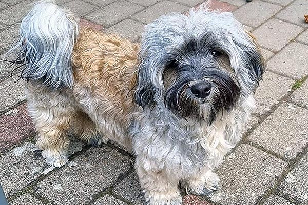 Joey bichon havanese hvalp hundehvalp bichon havanais hvalpe hundehvalpe