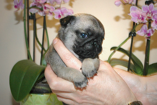 Joshva Mops hvalp hundehvalp Mopser hvalpe hundehvalpe