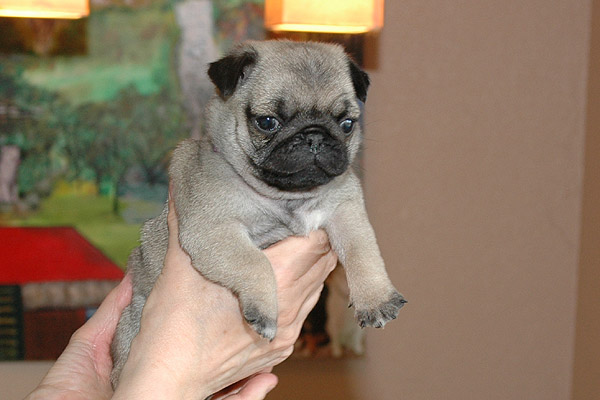 Joshva Mops hvalp hundehvalp Mopser hvalpe hundehvalpe