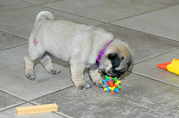 Joshva Mops hvalp hundehvalp Mopser hvalpe hundehvalpe