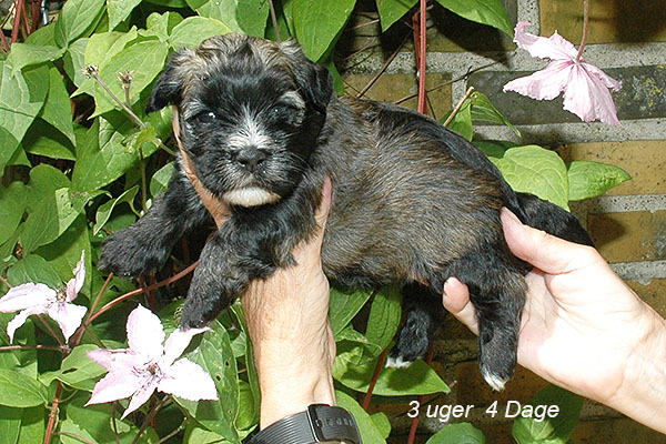 Julius bichon havanese hvalp hundehvalp bichon havanais hvalpe hundehvalpe