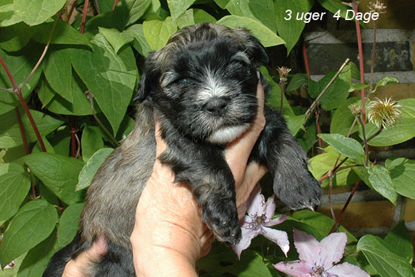 Julius bichon havanese hvalp hundehvalp bichon havanais hvalpe hundehvalpe