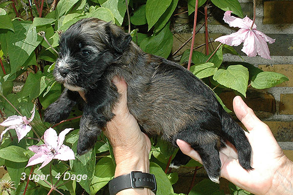 Julius bichon havanese hvalp hundehvalp bichon havanais hvalpe hundehvalpe