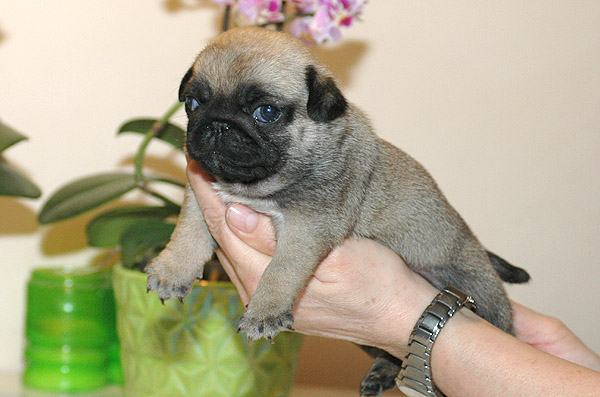 Julle Mops hvalp hundehvalp Mopser hvalpe hundehvalpe