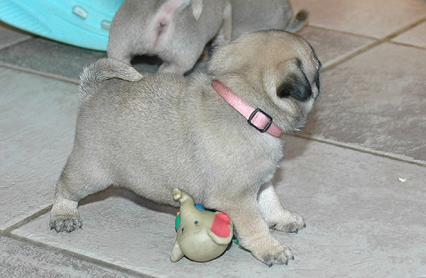 Julle Mops hvalp hundehvalp Mopser hvalpe hundehvalpe