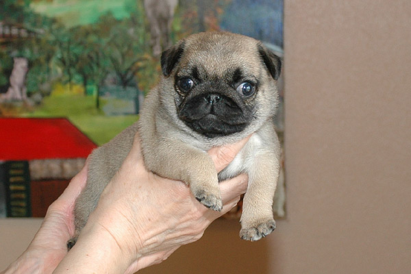 Julle Mops hvalp hundehvalp Mopser hvalpe hundehvalpe