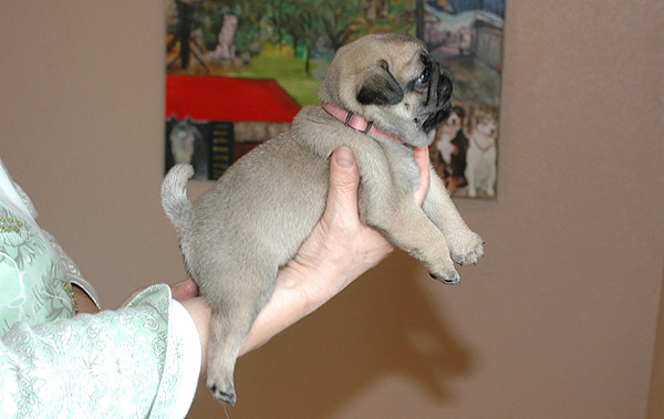 Julle Mops hvalp hundehvalp Mopser hvalpe hundehvalpe
