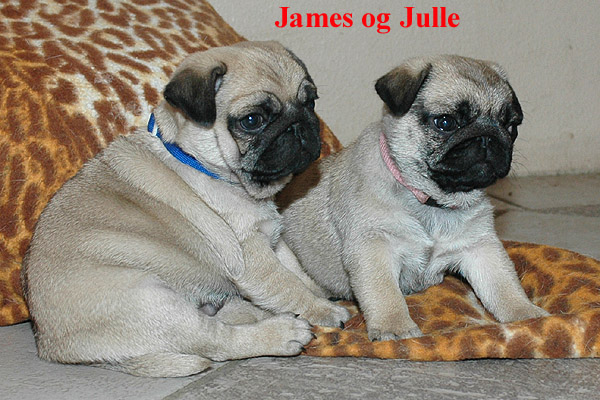 Julle Mops hvalp hundehvalp Mopser hvalpe hundehvalpe