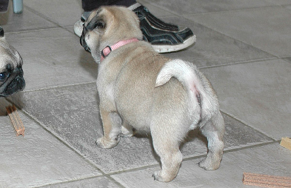 Julle Mops hvalp hundehvalp Mopser hvalpe hundehvalpe