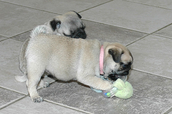 Julle Mops hvalp hundehvalp Mopser hvalpe hundehvalpe