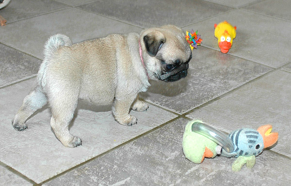 Julle Mops hvalp hundehvalp Mopser hvalpe hundehvalpe