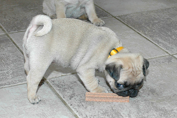 Julle Mops hvalp hundehvalp Mopser hvalpe hundehvalpe