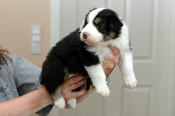 Junus Aussie hvalp hundehvalp Australian Shepherd hvalpe hundehvalpe
