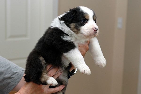 Junus Aussie hvalp hundehvalp Australian Shepherd hvalpe hundehvalpe
