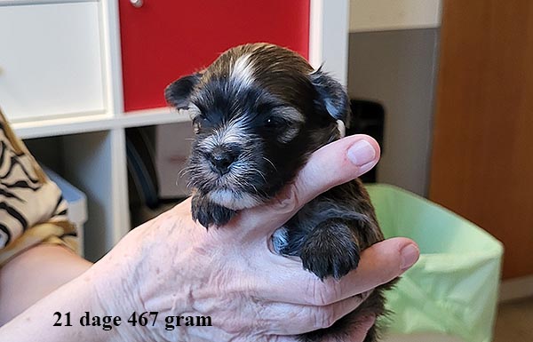 Kaj bichon havanese hvalp hundehvalp bichon havanais hvalpe hundehvalpe
