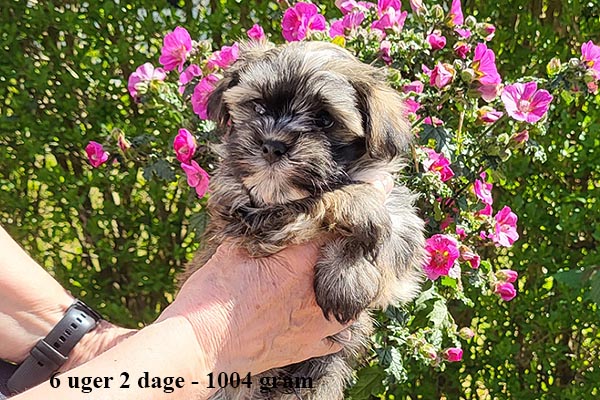 Kaj bichon havanese hvalp hundehvalp bichon havanais hvalpe hundehvalpe