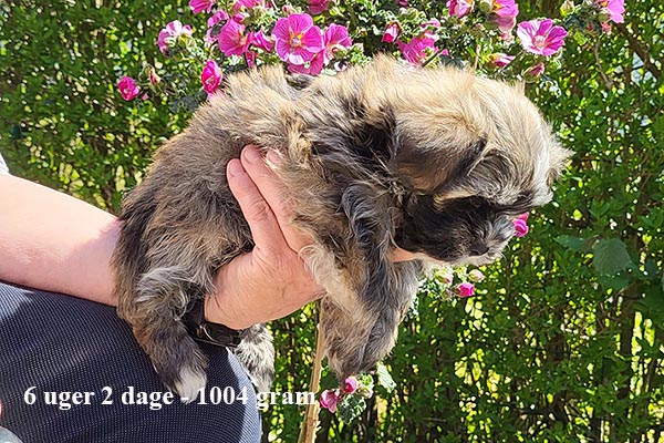 Kaj bichon havanese hvalp hundehvalp bichon havanais hvalpe hundehvalpe