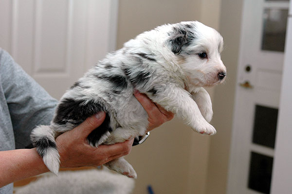 Kalil Aussie hvalp hundehvalp Australian Shepherd hvalpe hundehvalpe