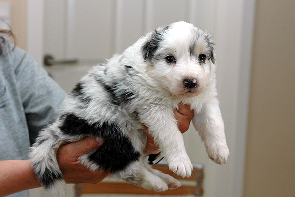 Kalil Aussie hvalp hundehvalp Australian Shepherd hvalpe hundehvalpe