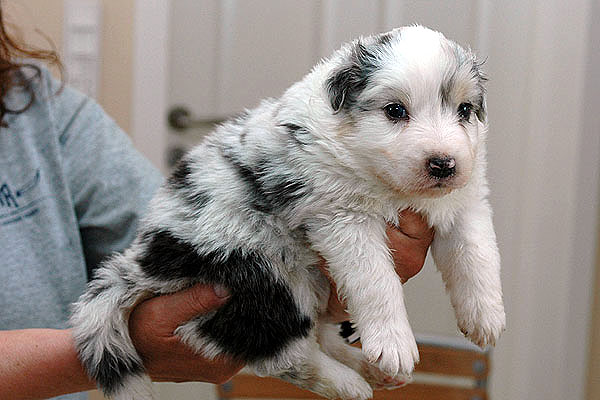 Kalil Aussie hvalp hundehvalp Australian Shepherd hvalpe hundehvalpe