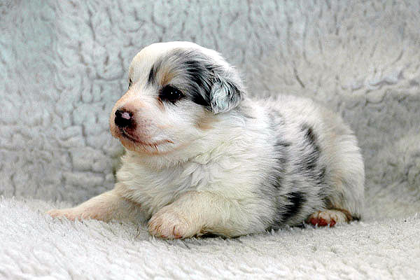 Kalil Aussie hvalp hundehvalp Australian Shepherd hvalpe hundehvalpe