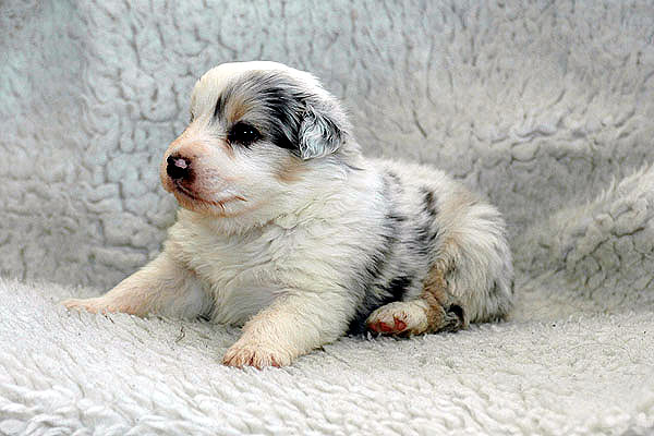 Kalil Aussie hvalp hundehvalp Australian Shepherd hvalpe hundehvalpe
