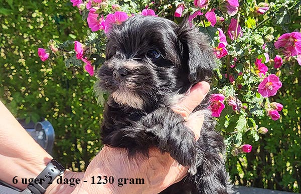 Kalle bichon havanese hvalp hundehvalp bichon havanais hvalpe hundehvalpe