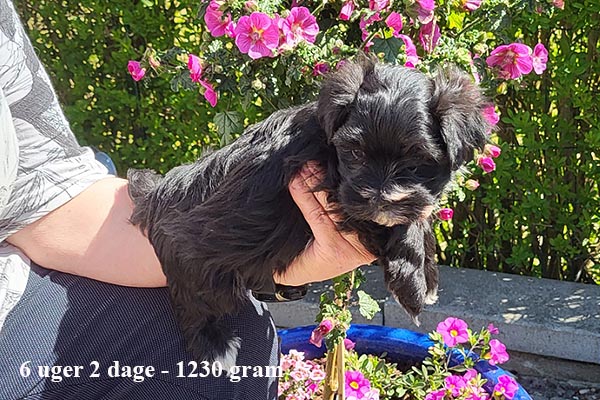 Kalle bichon havanese hvalp hundehvalp bichon havanais hvalpe hundehvalpe