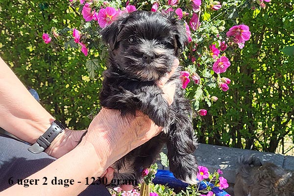 Kalle bichon havanese hvalp hundehvalp bichon havanais hvalpe hundehvalpe