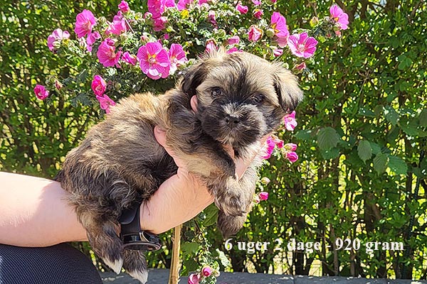 Kari bichon havanese hvalp hundehvalp bichon havanais hvalpe hundehvalpe