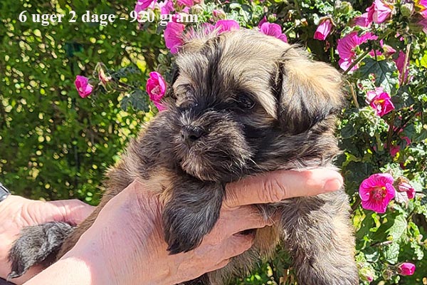 Kari bichon havanese hvalp hundehvalp bichon havanais hvalpe hundehvalpe