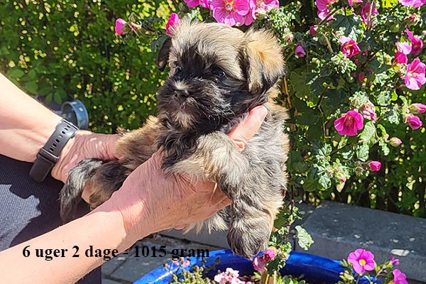 Karma bichon havanese hvalp hundehvalp bichon havanais hvalpe hundehvalpe