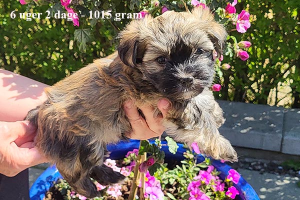 Karma bichon havanese hvalp hundehvalp bichon havanais hvalpe hundehvalpe