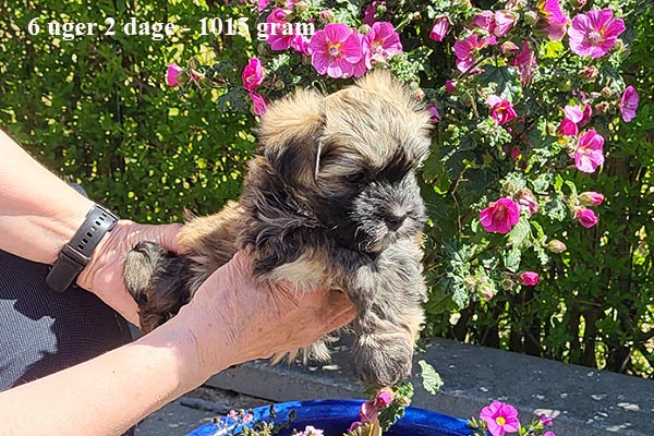 Karma bichon havanese hvalp hundehvalp bichon havanais hvalpe hundehvalpe