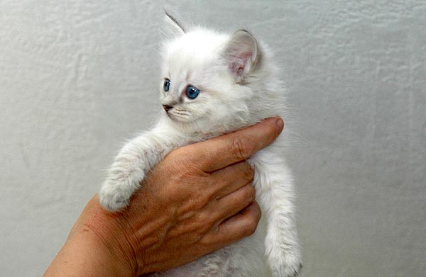 Kiki Ragdoll killing kattekilling Ragdol killinger kattekillinger