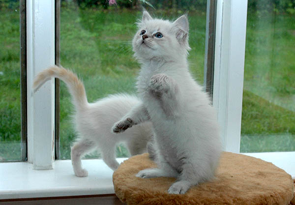 Kiki Ragdoll killing kattekilling Ragdol killinger kattekillinger