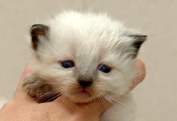 Kiwi Ragdoll killing kattekilling Ragdol killinger kattekillinger