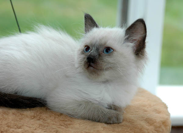 Kiwi Ragdoll killing kattekilling Ragdol killinger kattekillinger