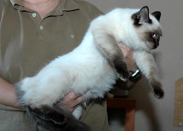 Kiwi Ragdoll killing kattekilling Ragdol killinger kattekillinger