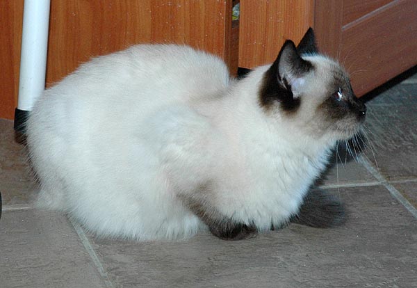 Kiwi Ragdoll killing kattekilling Ragdol killinger kattekillinger
