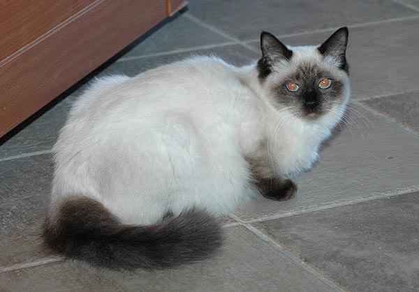 Kiwi Ragdoll killing kattekilling Ragdol killinger kattekillinger