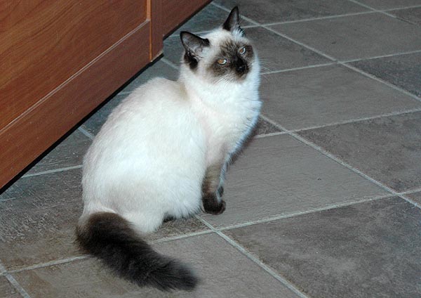 Kiwi Ragdoll killing kattekilling Ragdol killinger kattekillinger