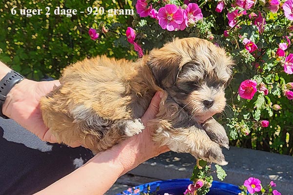 Knud bichon havanese hvalp hundehvalp bichon havanais hvalpe hundehvalpe